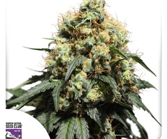 Bruce Lemon Diesel