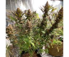 Bruce Lemon Diesel