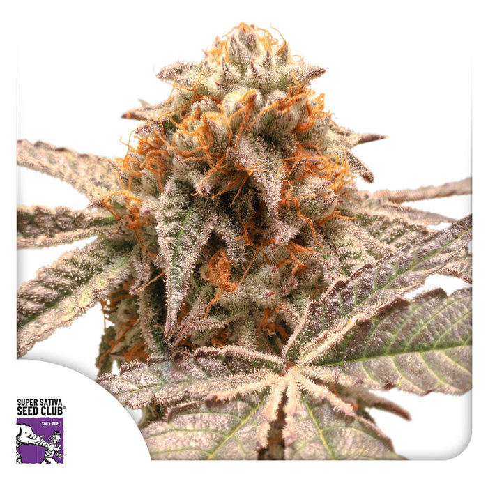 Purple OG Punch