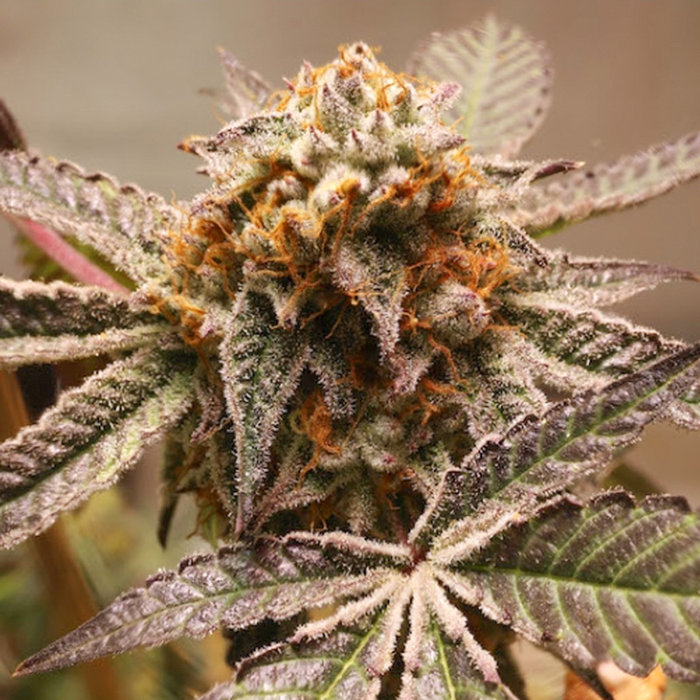 Purple OG Punch