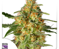 TnT Trichome