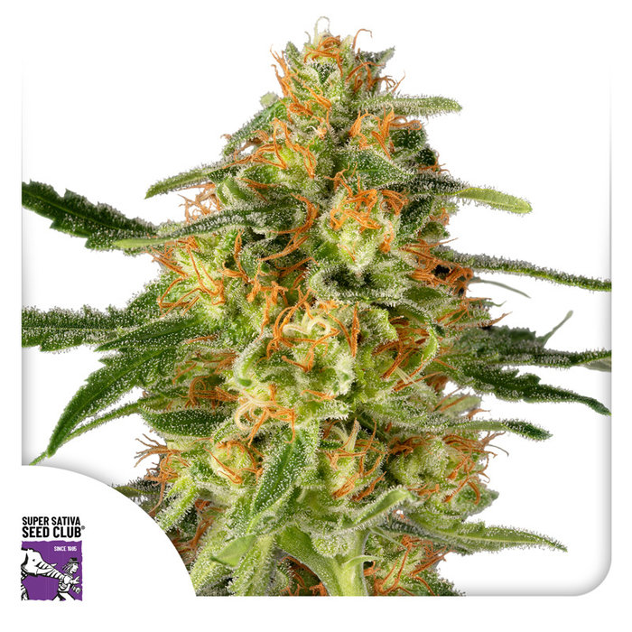 TnT Trichome