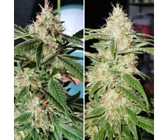TnT Trichome