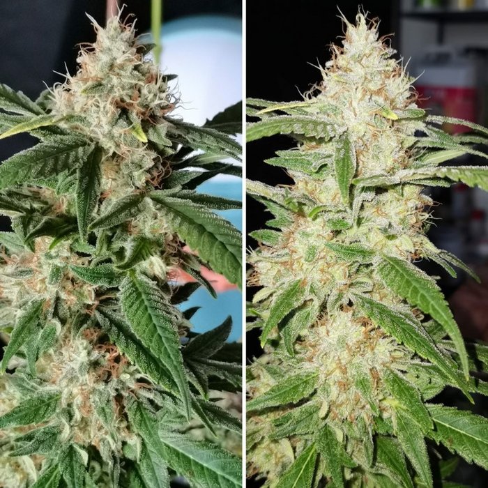 TnT Trichome