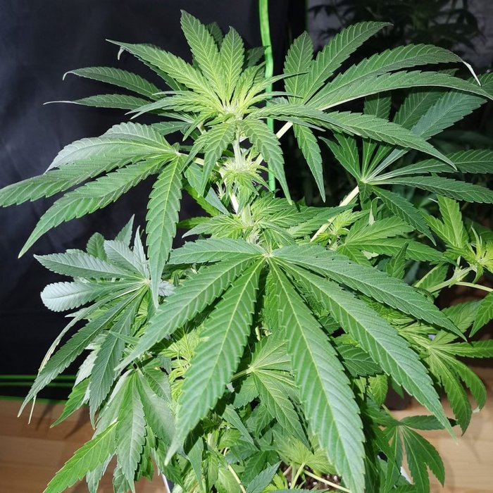 TnT Trichome