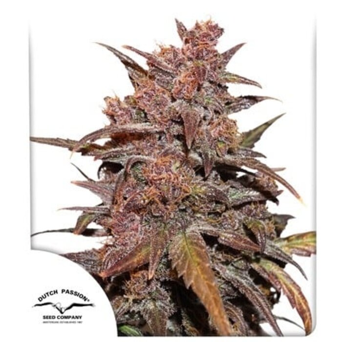 CBD Auto Blackberry Kush 3 Einheiten