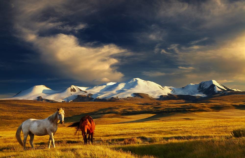 Grazing horses Mongolia