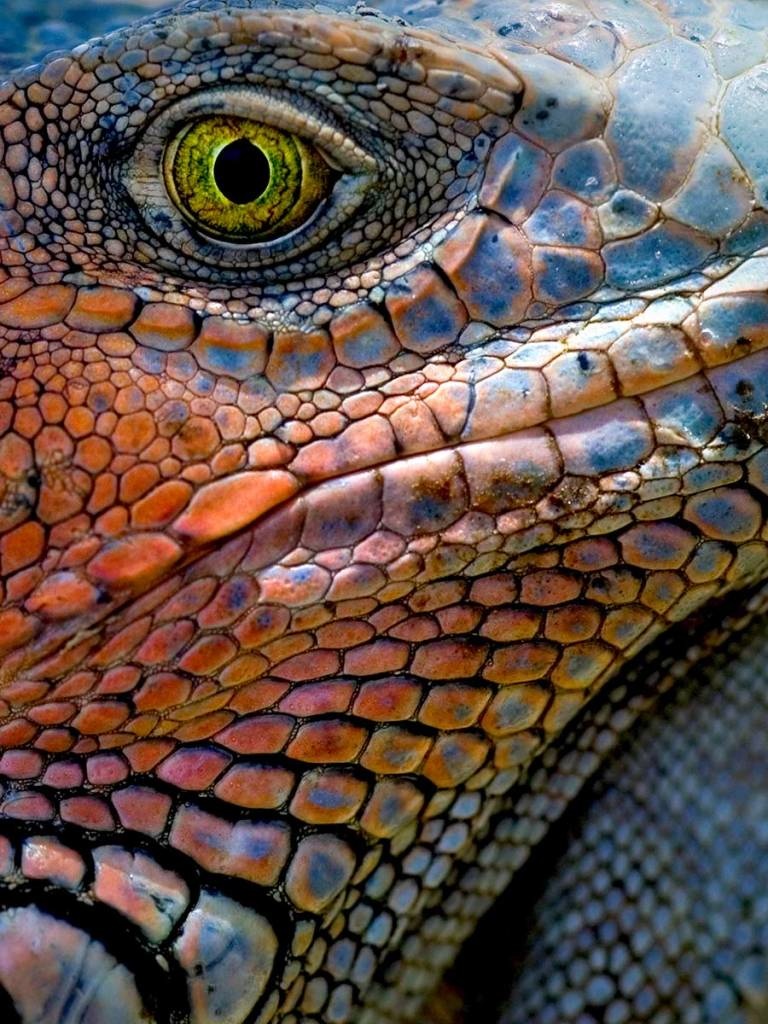Colorful iguana