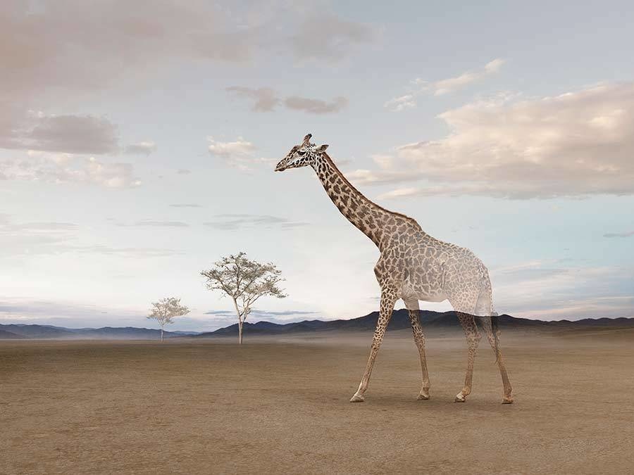 Giraffe landscape