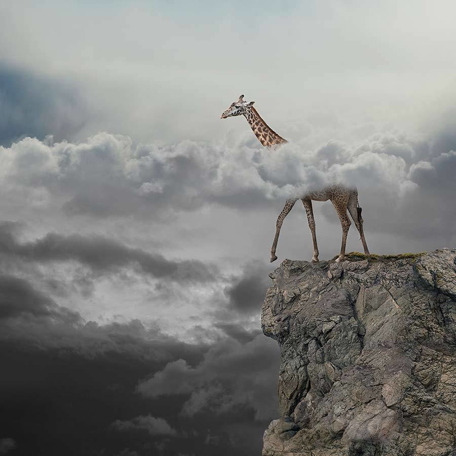 Giraffe with head above the clouds