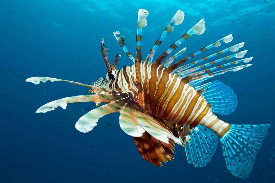 Lionfish