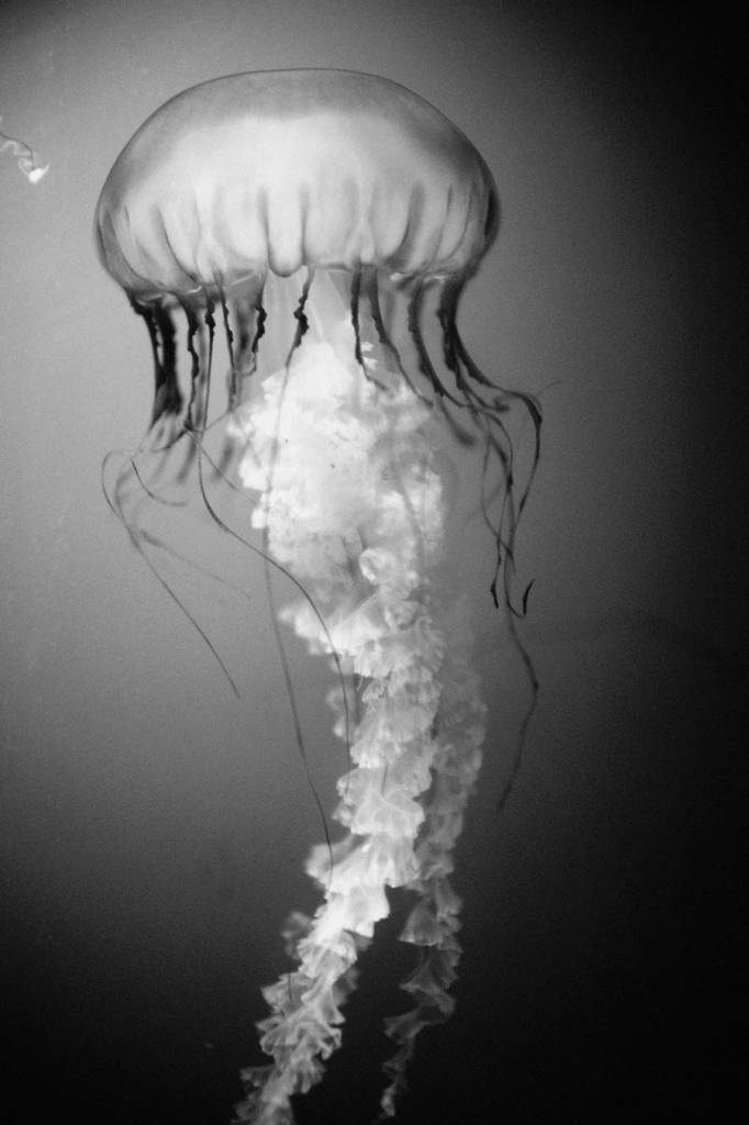 Jellyfish