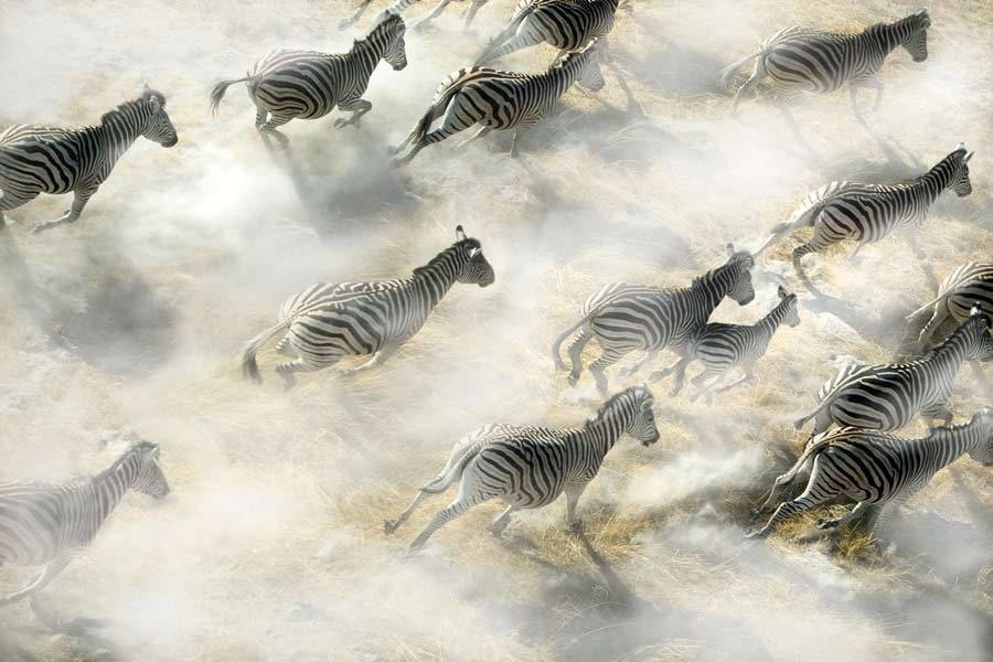 Zebra herd