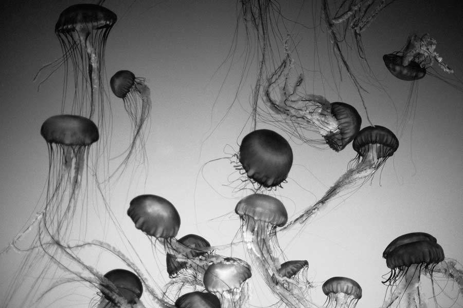 Jellyfish black and white
