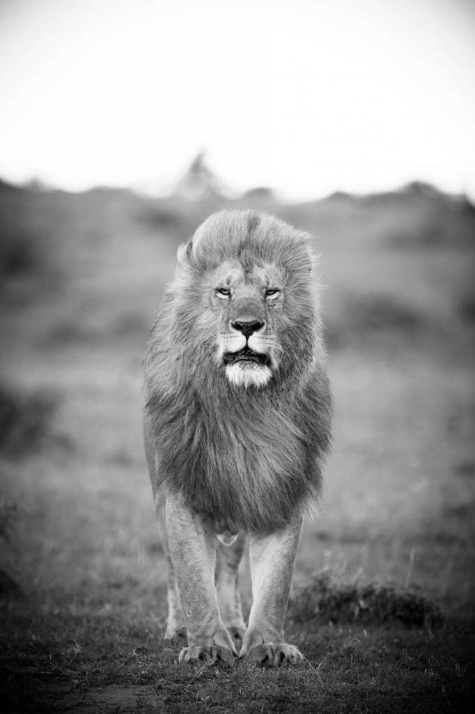 Cecil lion