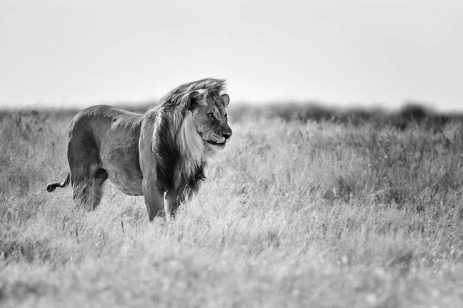 Lions eye on prey