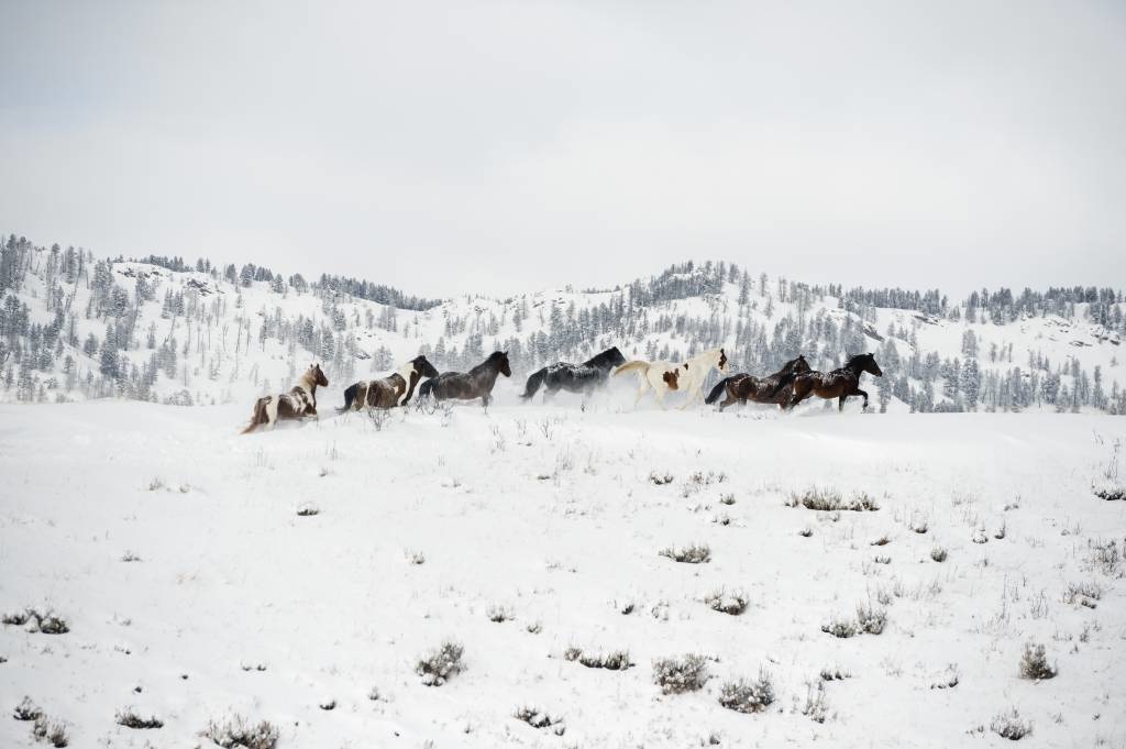 Horses running in the snow