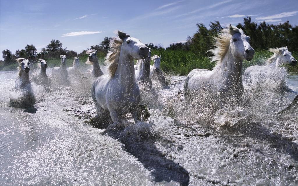Horses running in the water
