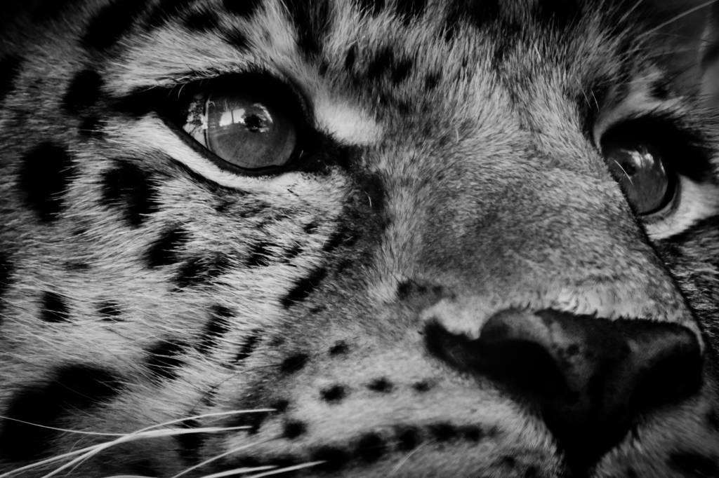Leopard close up