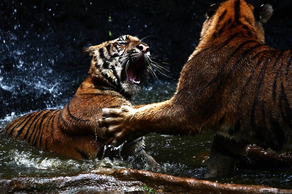 Fighting tigers