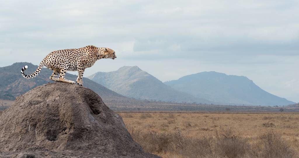 Leopard on guard