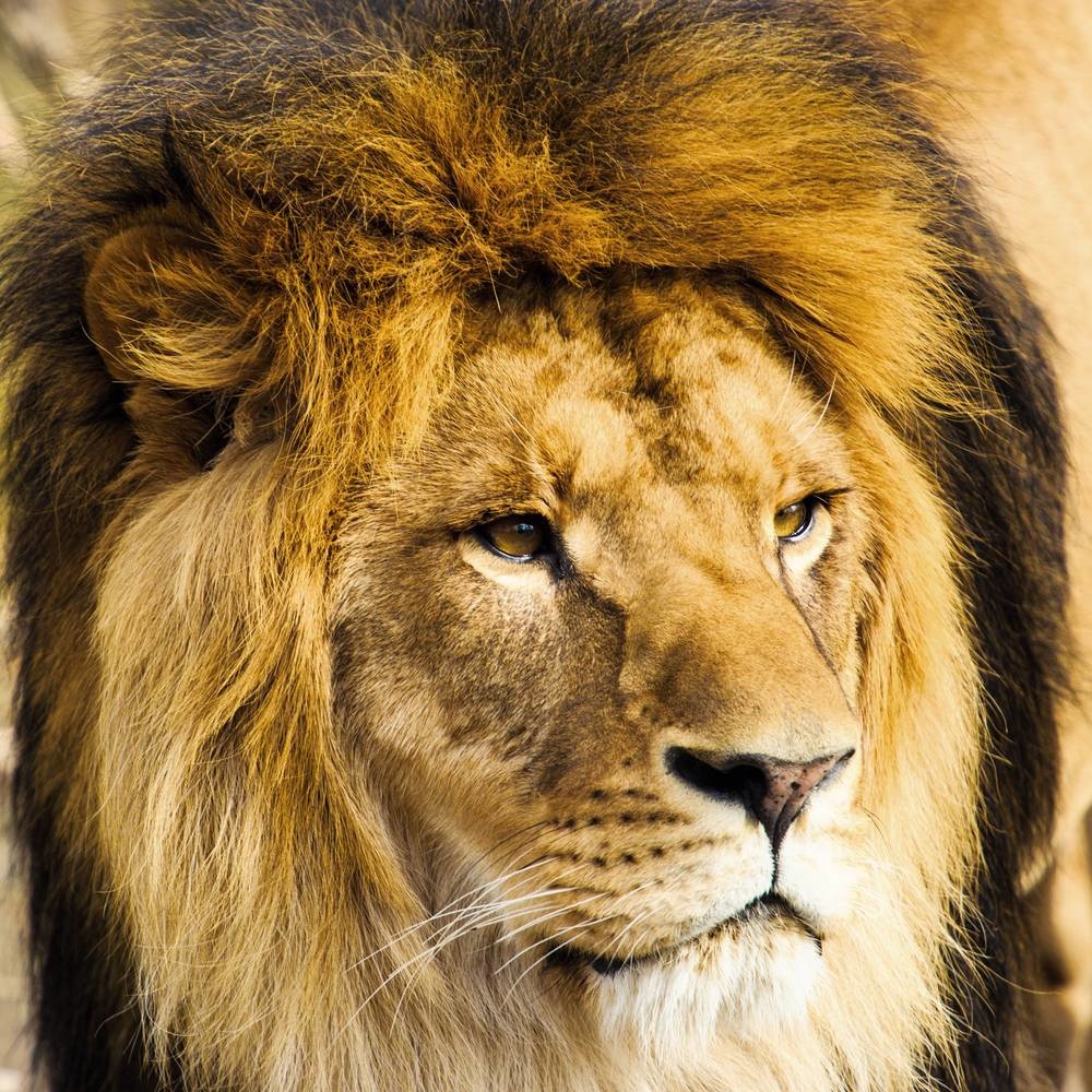 Lions portrait