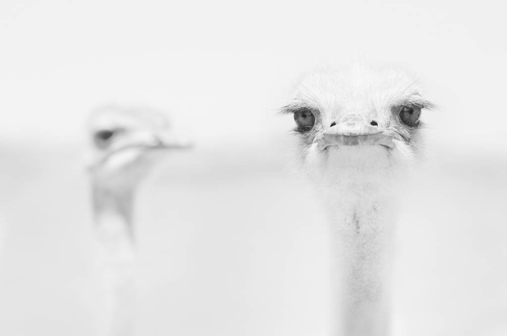 Curious ostrich