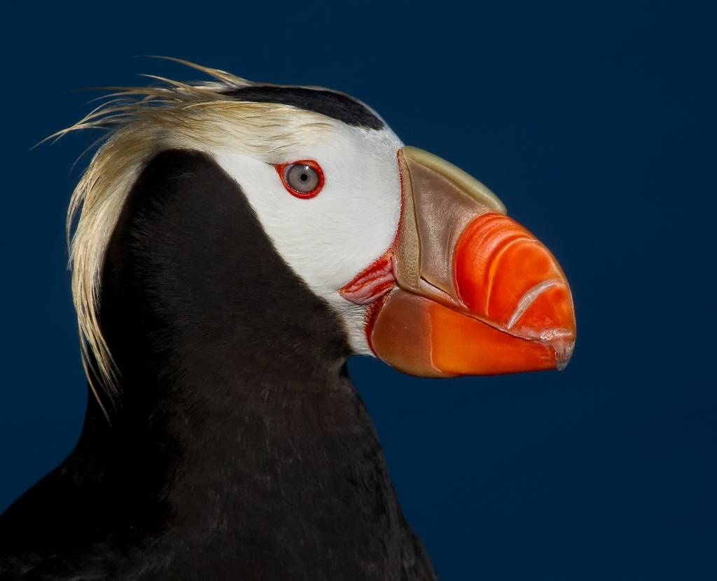 Tufted Puffin