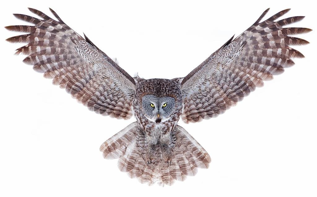 Power - Great Grey Owl