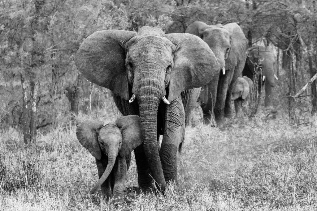 Family elephants