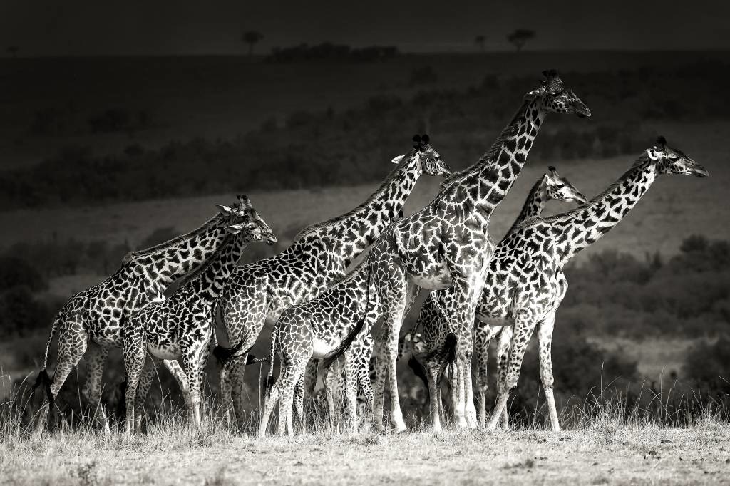 Giraffe family