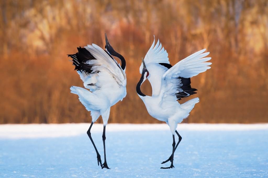 Bird dance