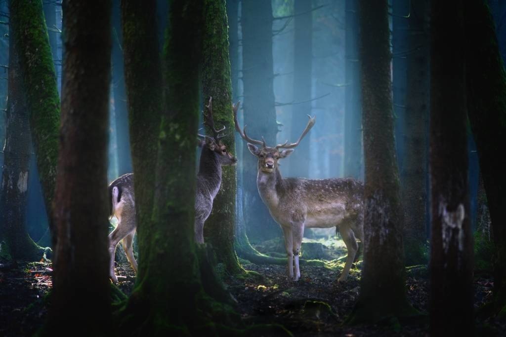 Deer in the forest