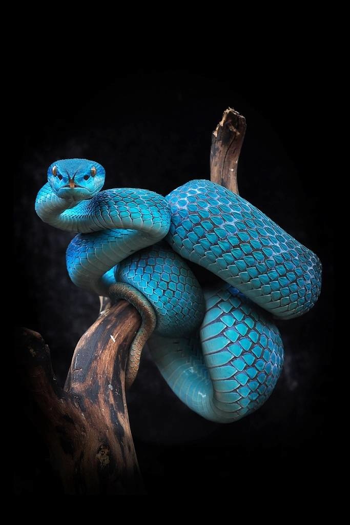 Trimeresurus