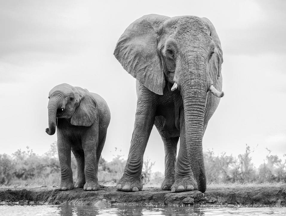 Duo elephants