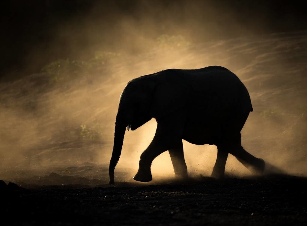 Silhouette elephant