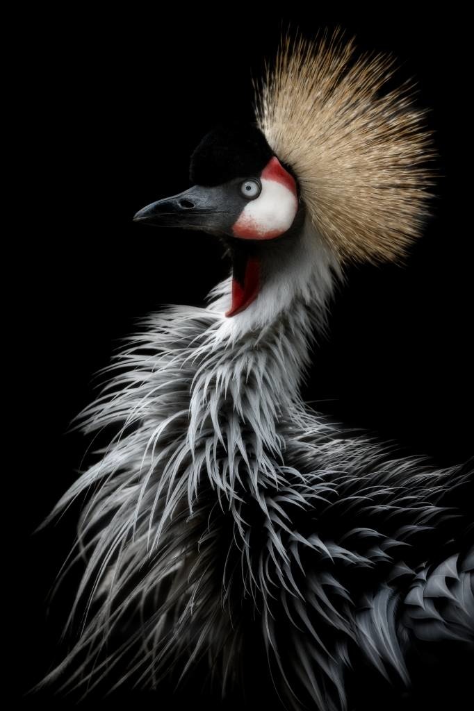 Crowned crane's portrait