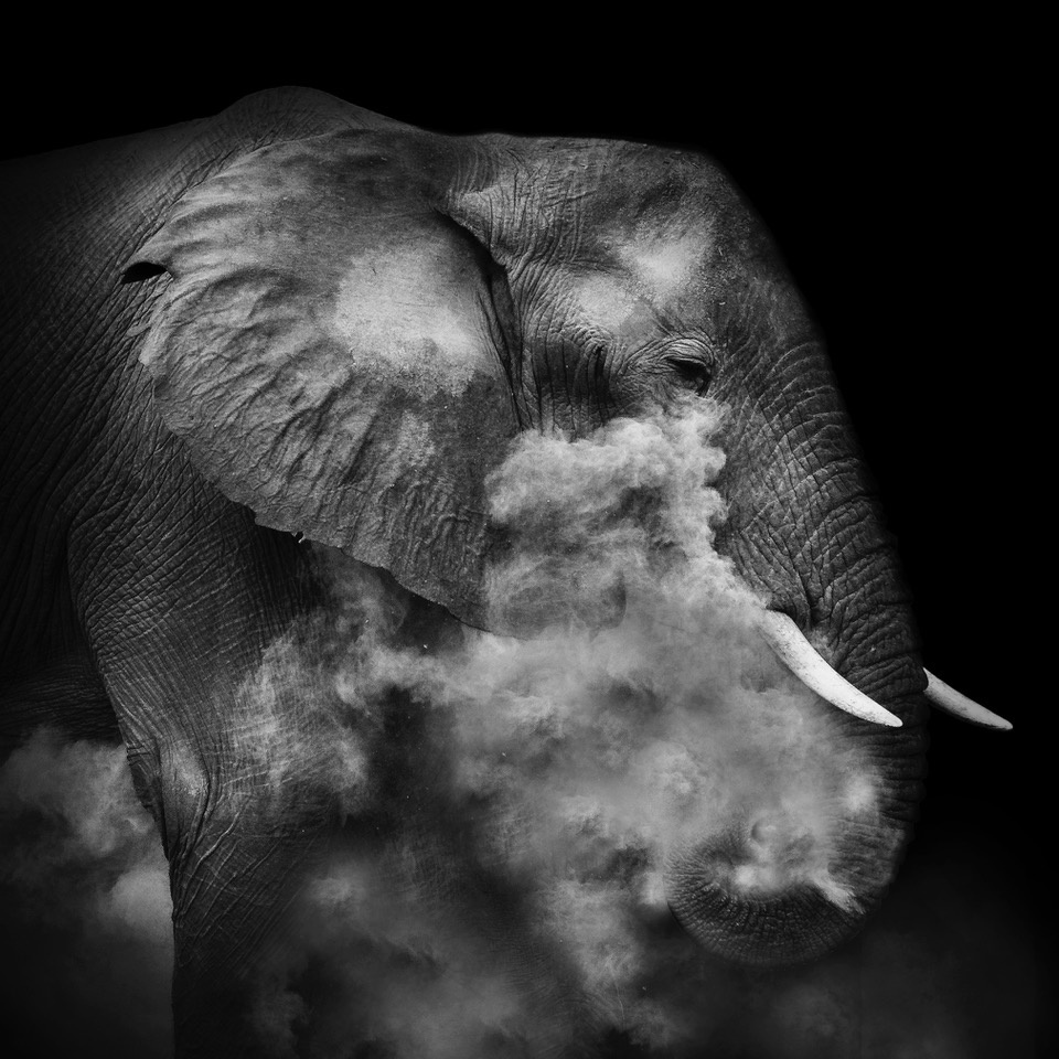 Dust bath BW