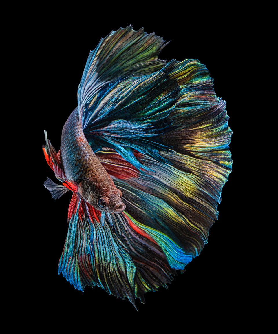 The Betta Fish