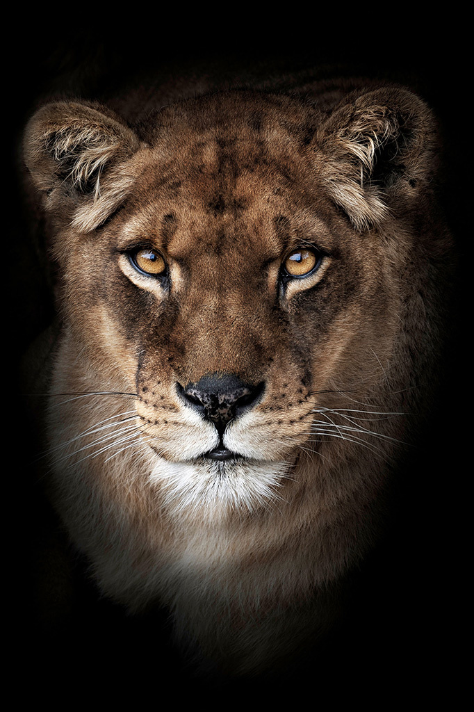 Lioness