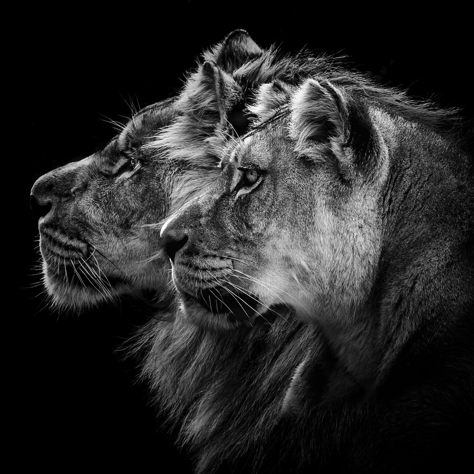 Lion and lioness portrait