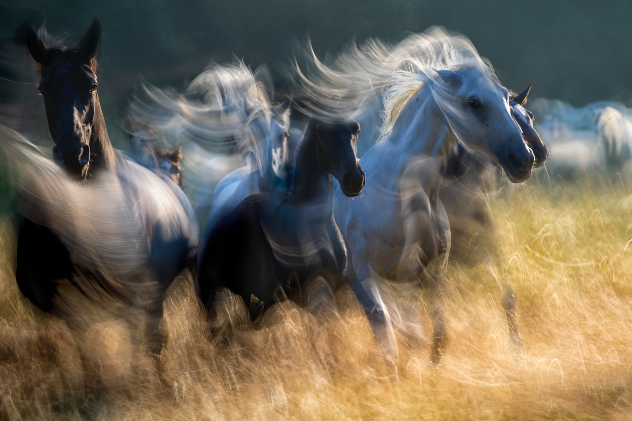 Wild horses in action