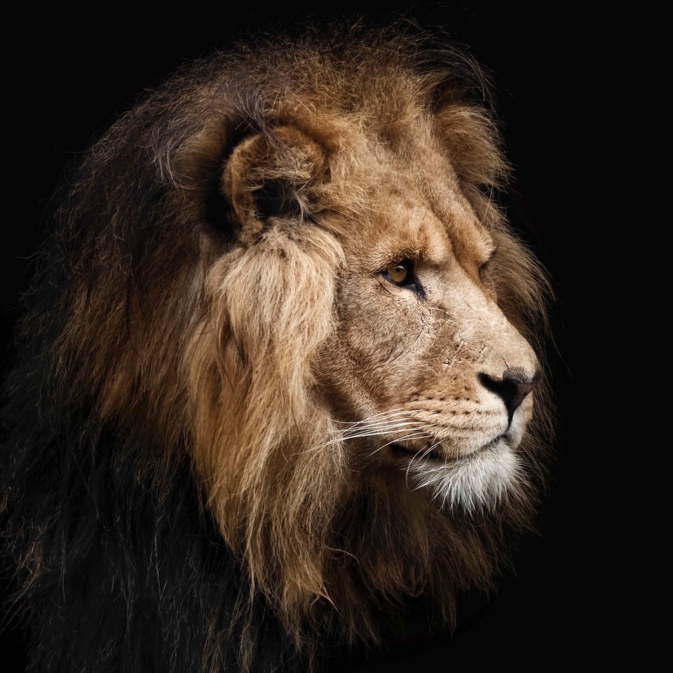 Lion Portrait