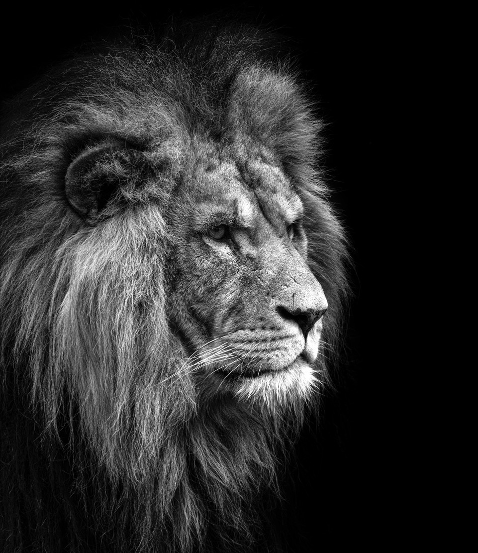 Lion Portrait black/white