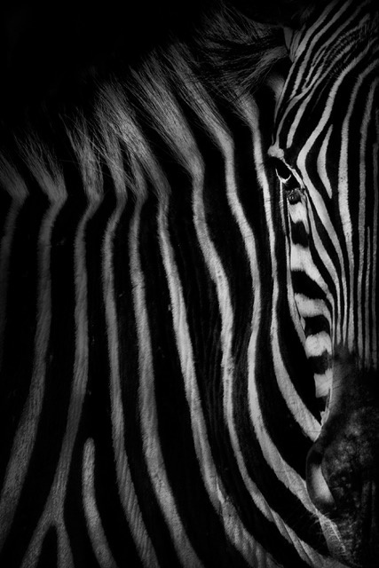 Zebra face