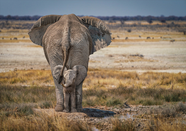 Baby Elephant