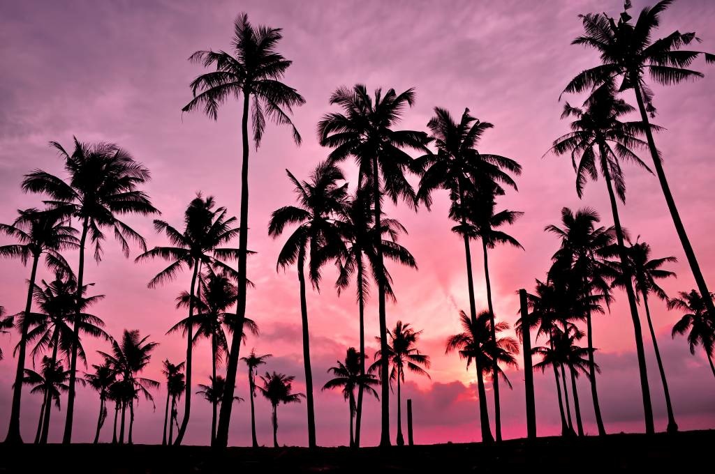 Pink palm