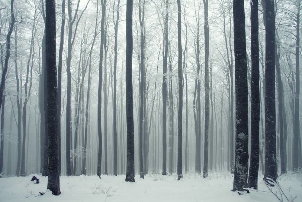 Forrest snow