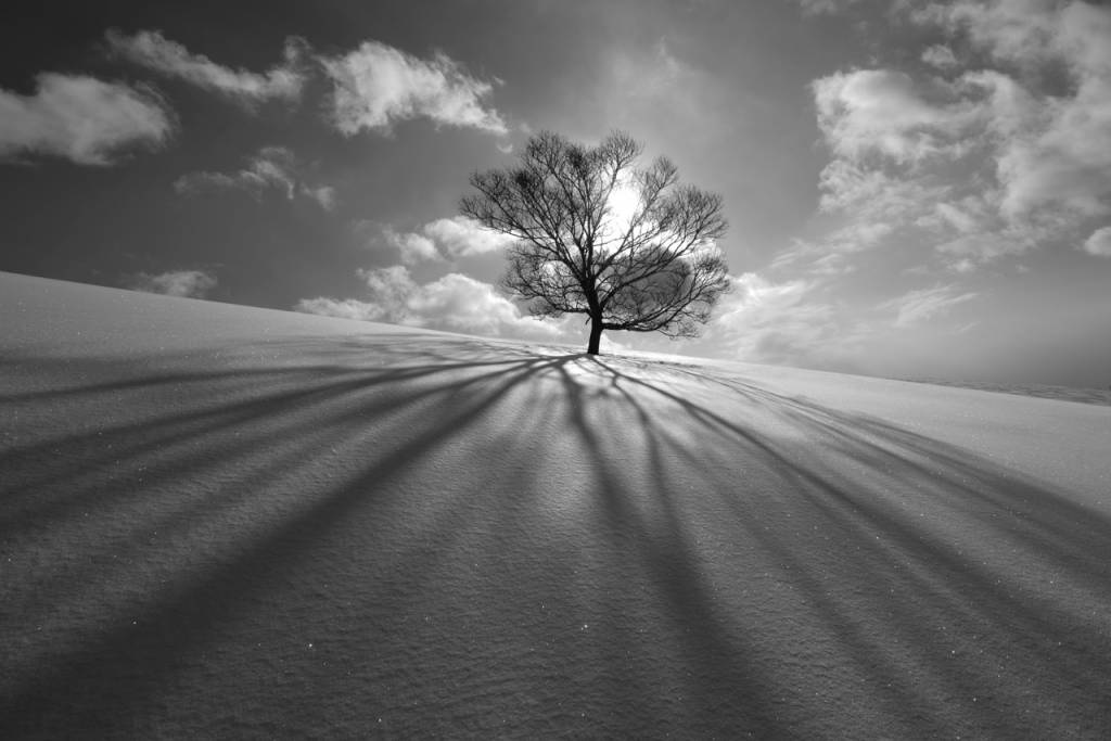 Tree Shadow