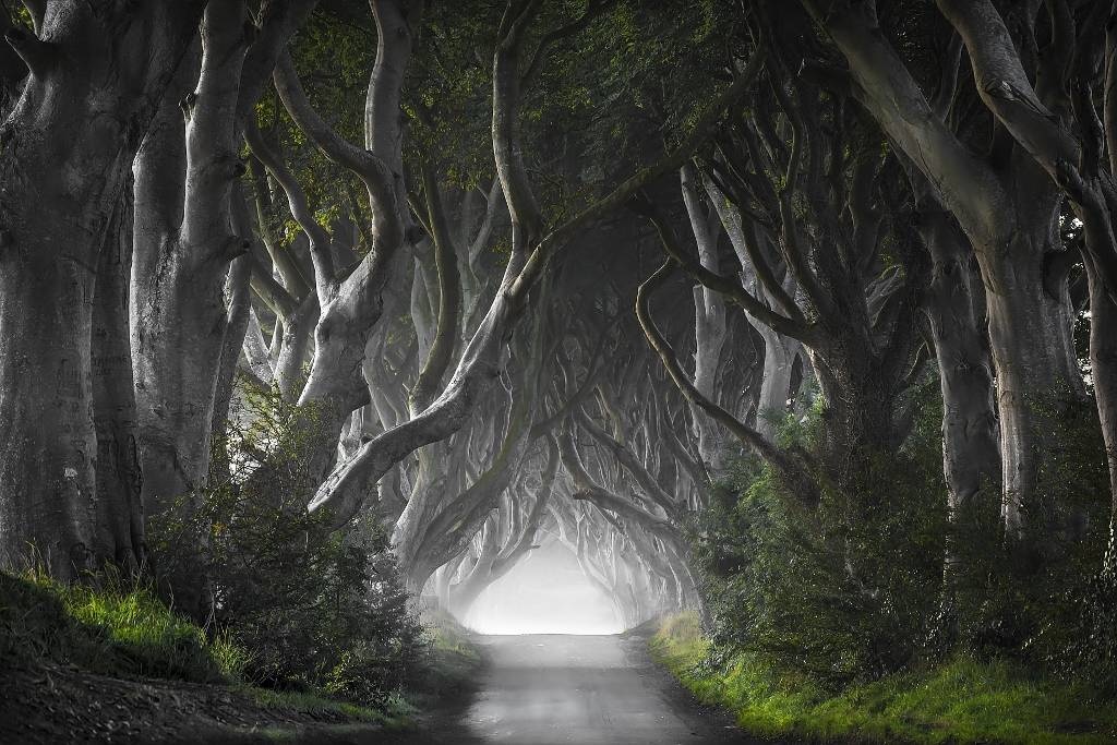 Dark hedges